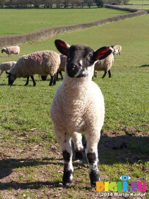 FZ004141 Lamb in field